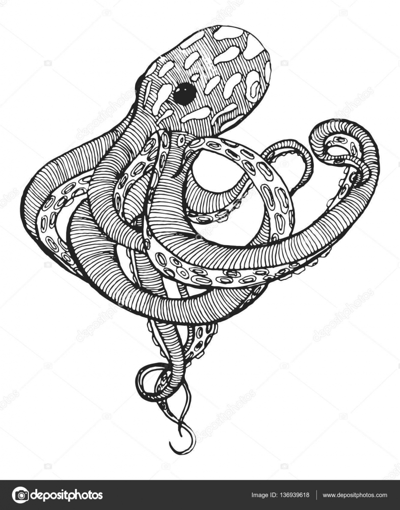 803x1024 Giant Octopus