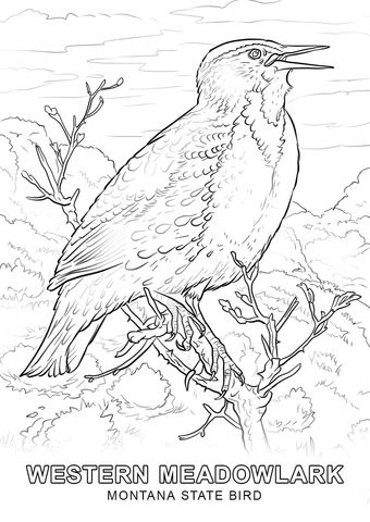340x480 Montana State Bird Coloring Page Free Printable Coloring Pages
