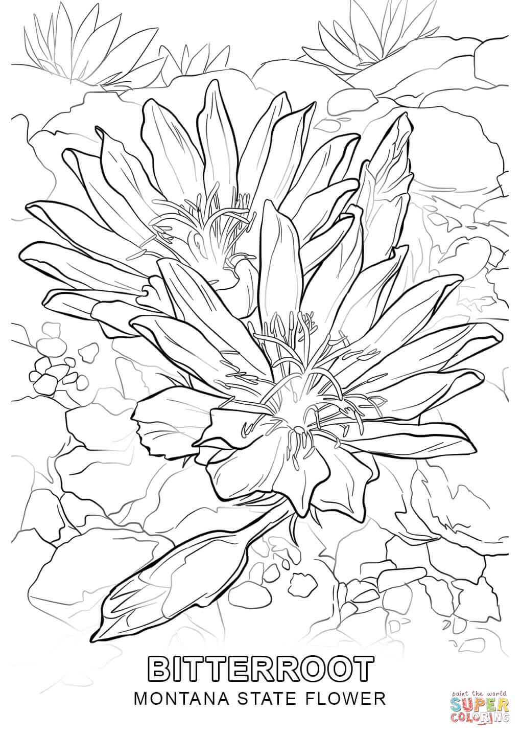 1020x1440 Montana State Flower Coloring Page Free Printable Coloring Pages