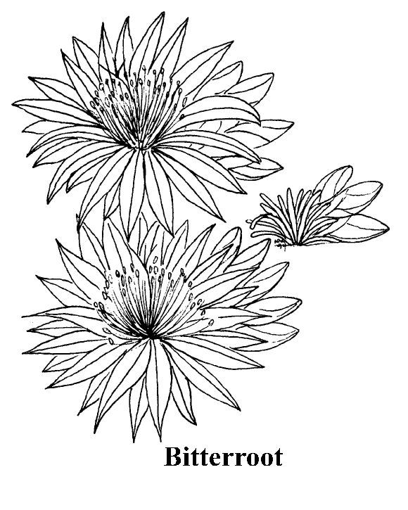 580x725 Images Of Montana State Flowers Coloring Pages