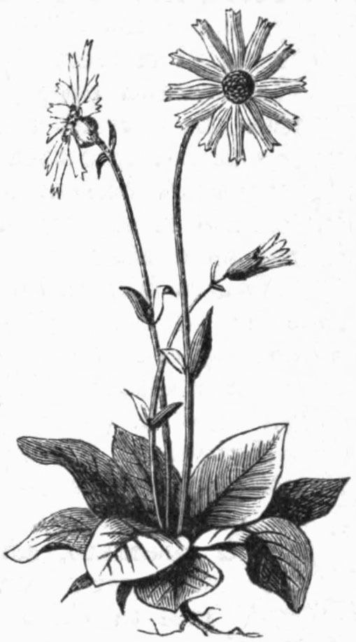 509x917 Fileamcyc 1879 Arnica