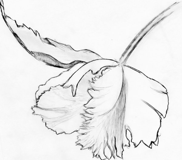 600x528 New Moon Flower By Csi Sam