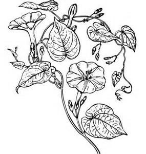 285x300 Pin By Nicole Hubbard On Flowers Flowers