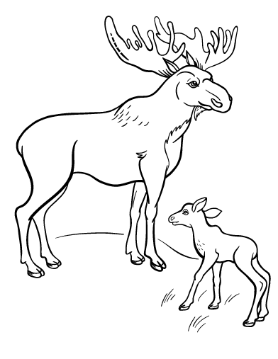 392x507 Announcing Moose Coloring Pages Free Page