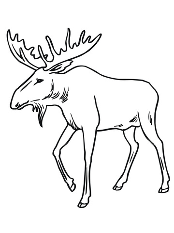 360x480 Bull Moose Coloring Page Free Printable Coloring Pages