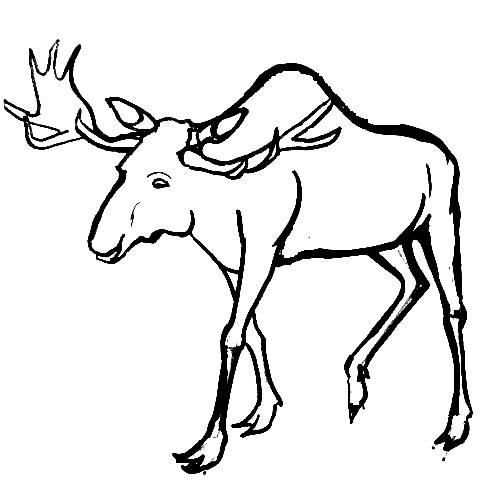 Moose Antlers Drawing at GetDrawings | Free download