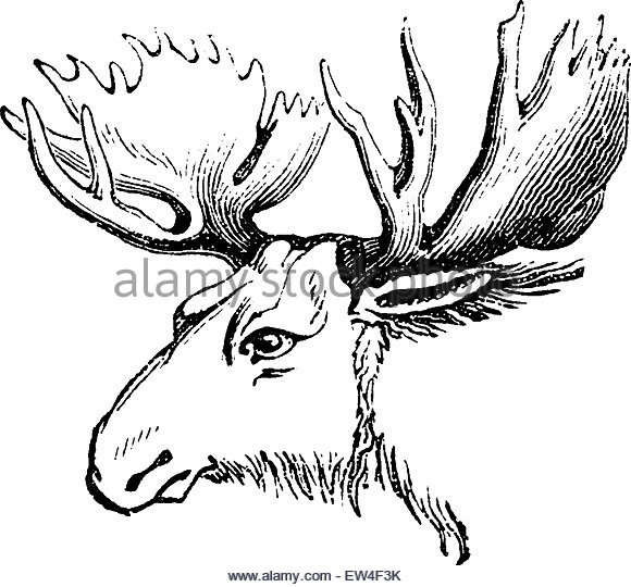580x540 Moose Black And White Stock Photos Amp Images