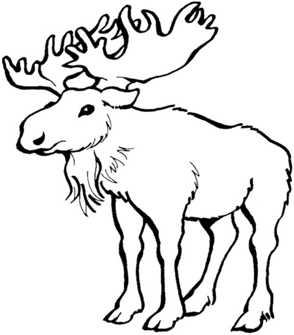 600x683 Moose Coloring Page