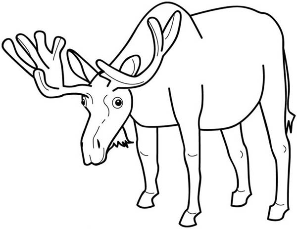 600x464 Moose Eating Grass Coloring Page
