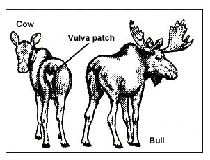 302x231 Moose Identification Hints What Was That Animal I Just Saw