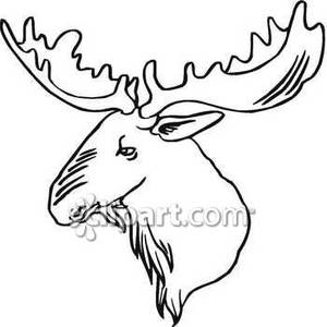 300x300 And White Moose Head With Big Antlers