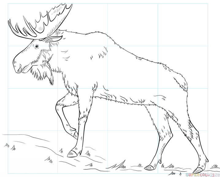 717x575 How To Draw A Moose Step By Step Drawing Tutorials