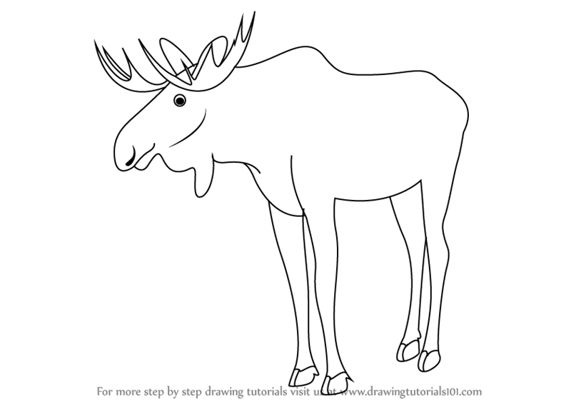 800x566 Learn How To Draw A Moose (Wild Animals) Step By Step Drawing