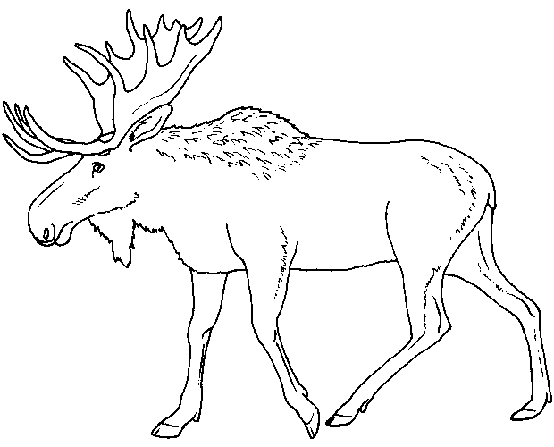 620x500 Moose Coloring Pages