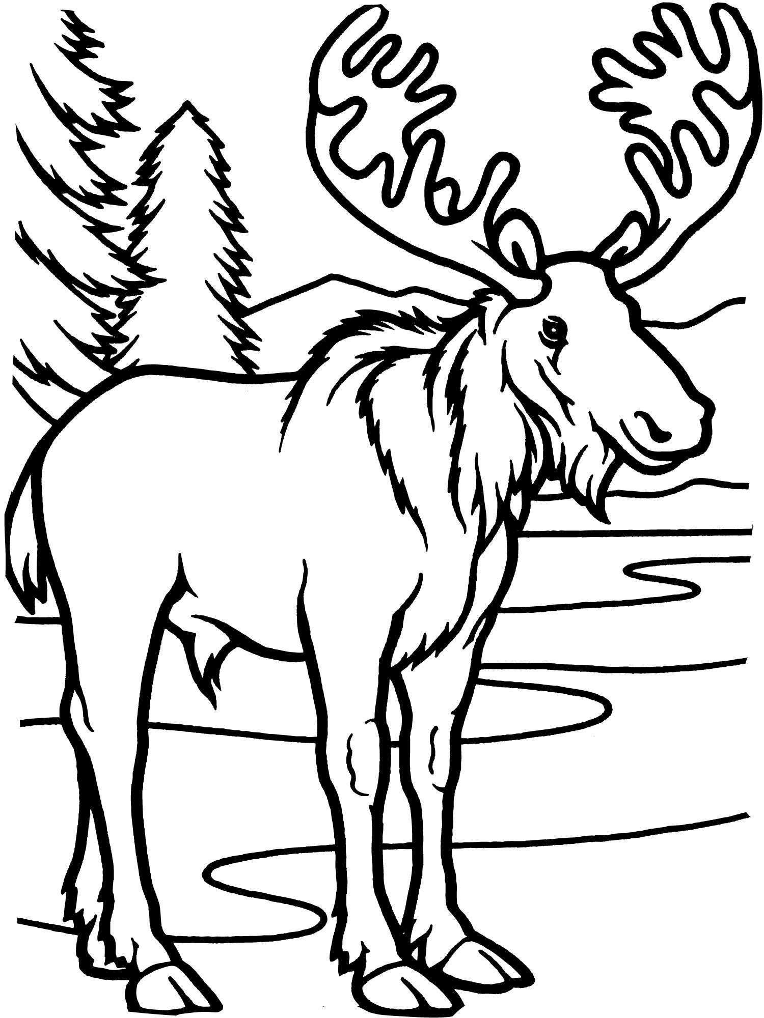 1500x2000 Moose Coloring Pages Free Draw To Color