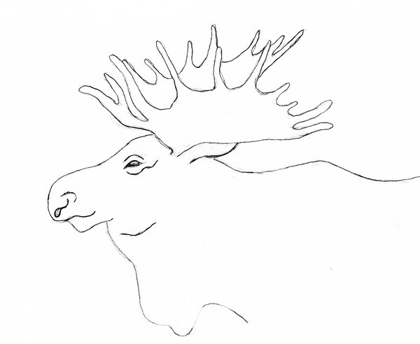 600x492 Moose Drawing By Jennylewis85