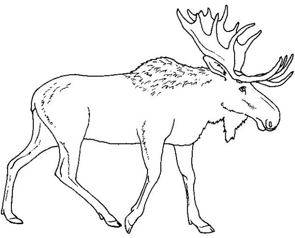 600x484 Moose Pictures To Color