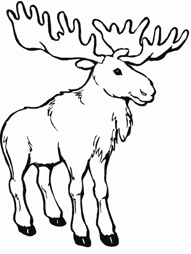 640x853 Moose Coloring Page