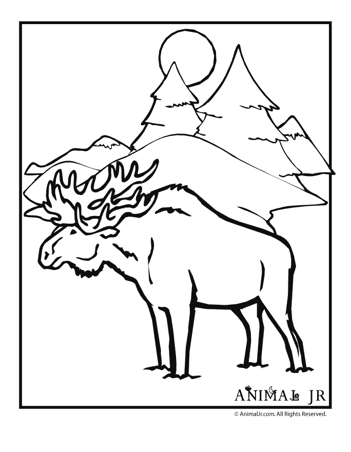 684x881 Moose Coloring Page