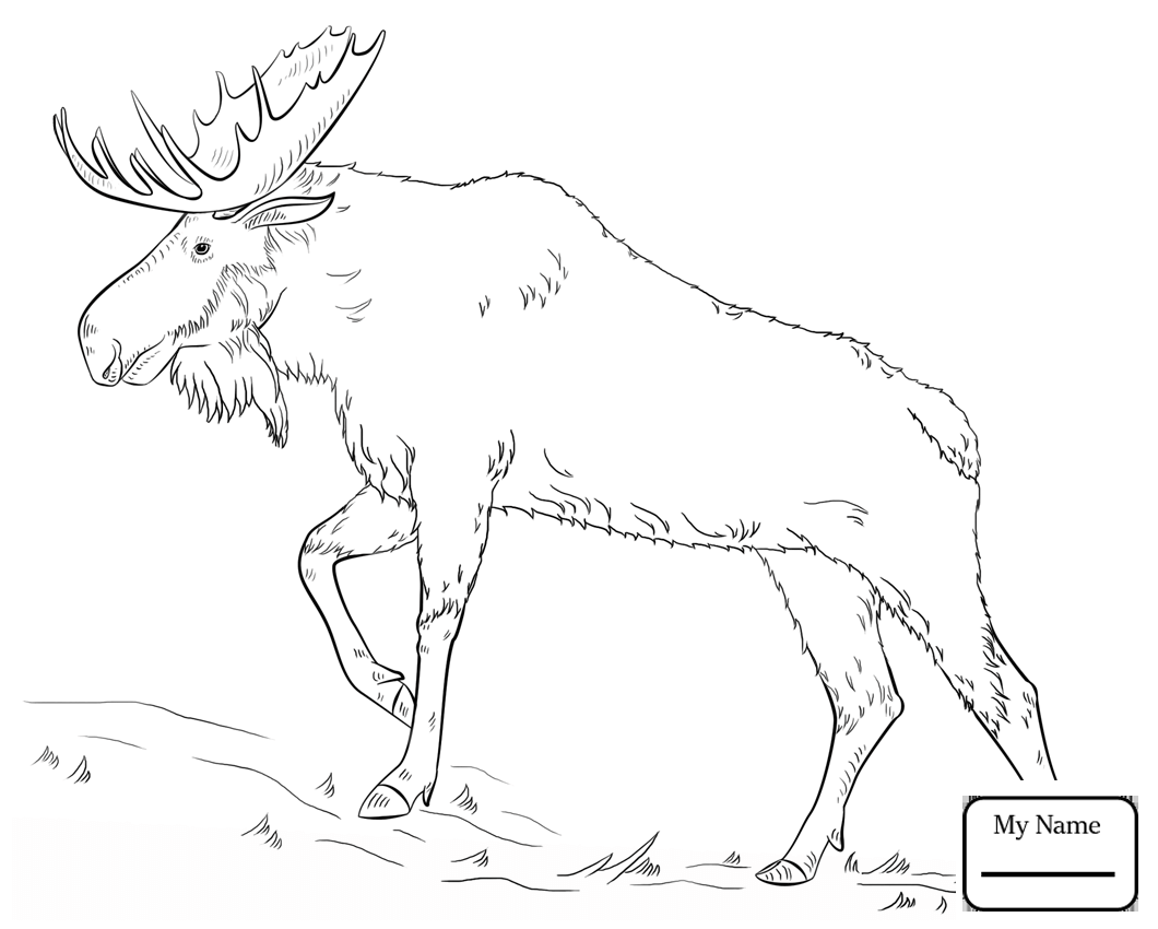 1060x850 Coloring Pages Cartoon Moose Mammals