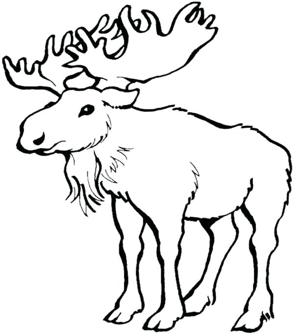 600x683 Cool Moose Coloring Pages Crayola Photo Printable For Kids