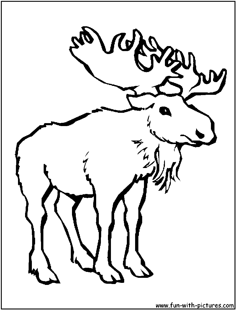 800x1050 Moose Coloring Pages