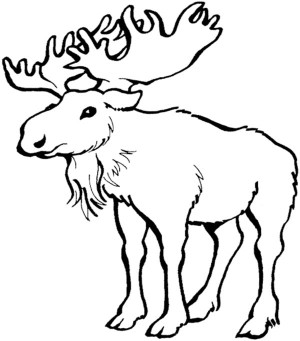 300x341 Moose Outline Coloring Pages