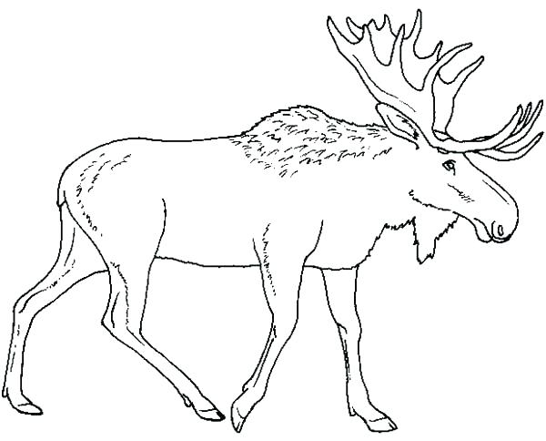 600x484 Moose Coloring Pages Click To See Printable Version Of Moose
