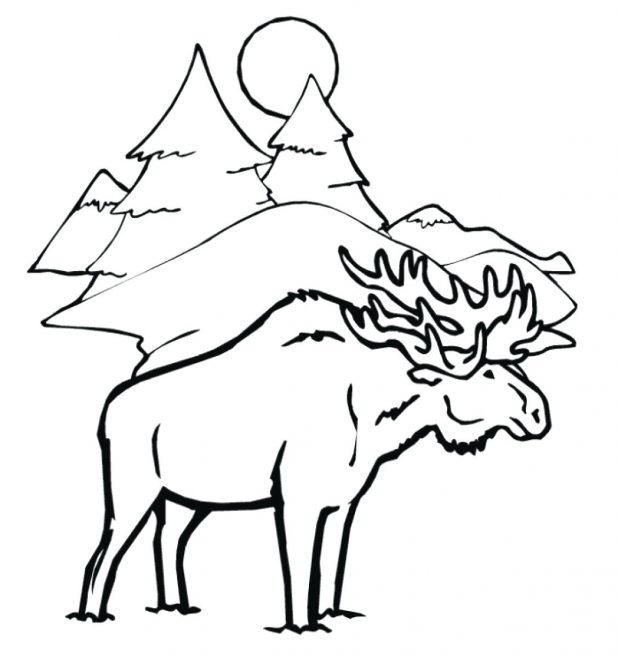 618x657 Moose Coloring Pages For Kids 117 Astounding Free Printable Moose