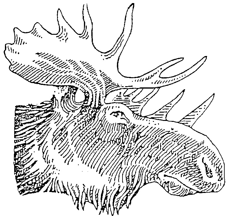 768x702 Moose Head Drawing'9126