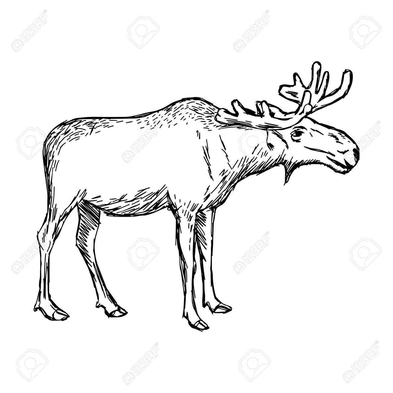 1300x1300 Illustration Doodle Of Sketch Moose Isolated On White Royalty Free