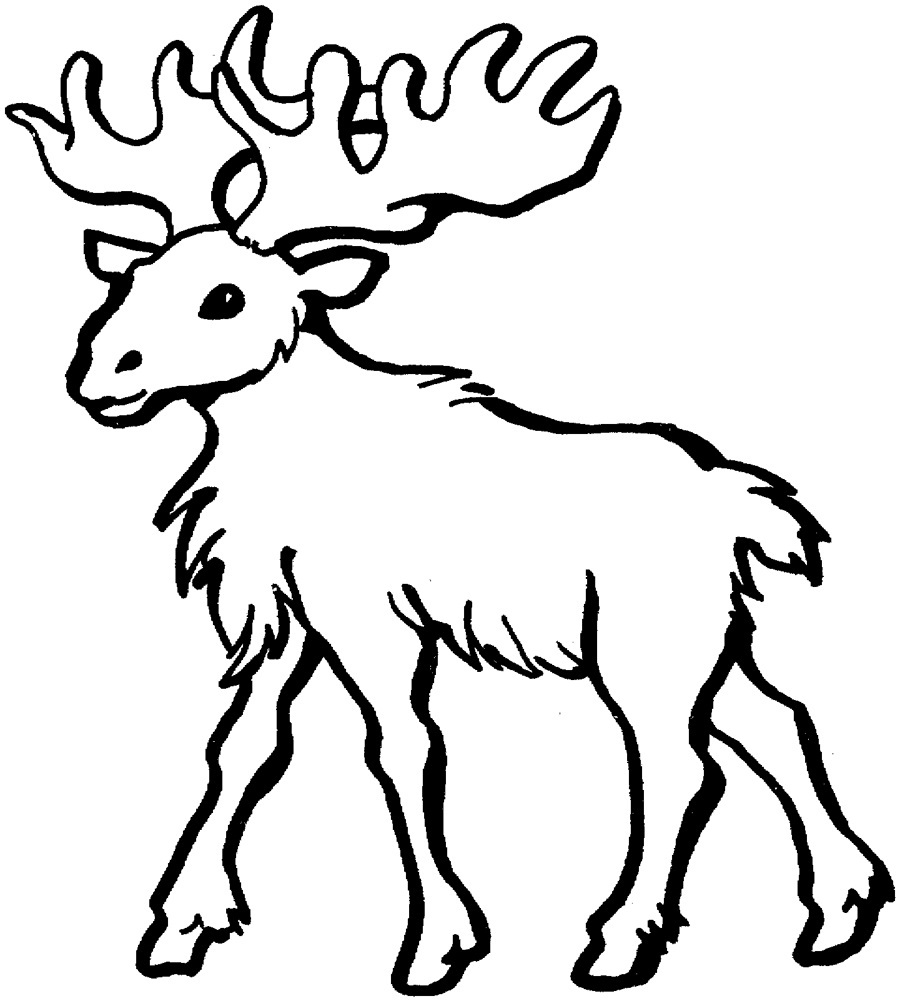 900x1001 Moose Coloring Pages Hicoloringpages