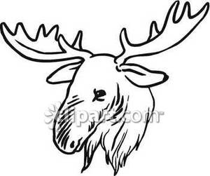 300x251 Moose Head