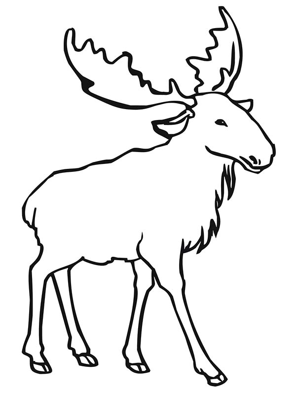 600x800 Moose Head Drawing Outline