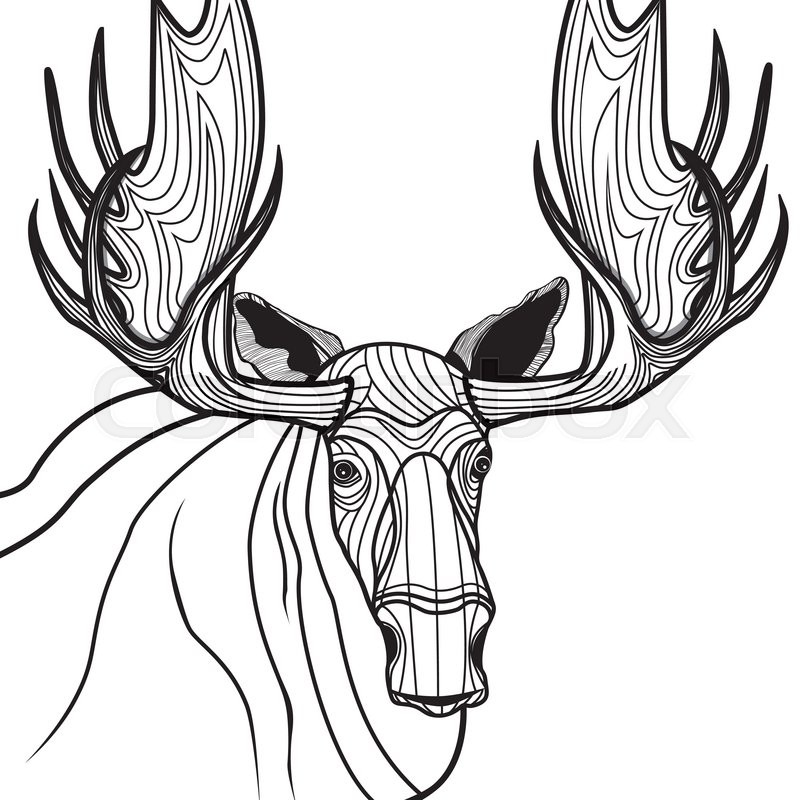 800x800 Moose Head Vector Animal Illustration For T Shirt. Sketch Elk