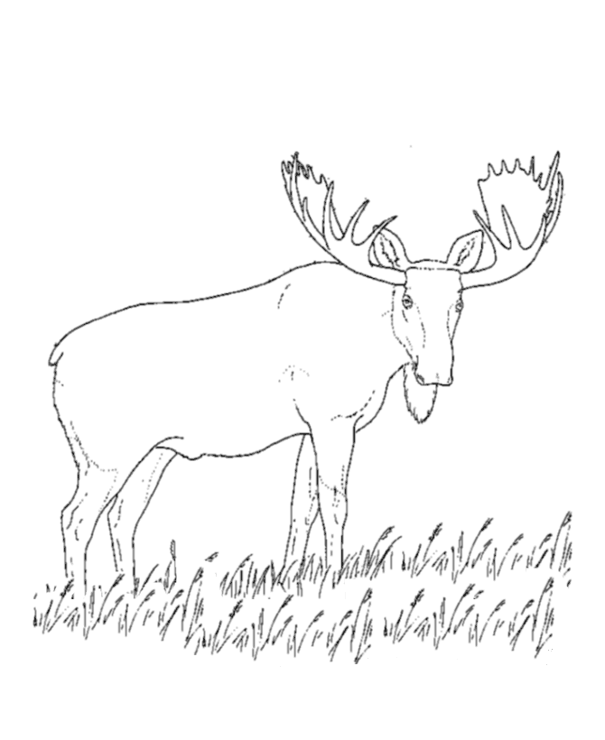 670x820 Moose Drawing'9384