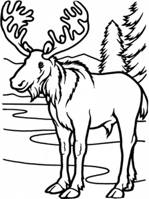 600x802 Chic Ideas Moose Animal Coloring Pages Free Moose Page