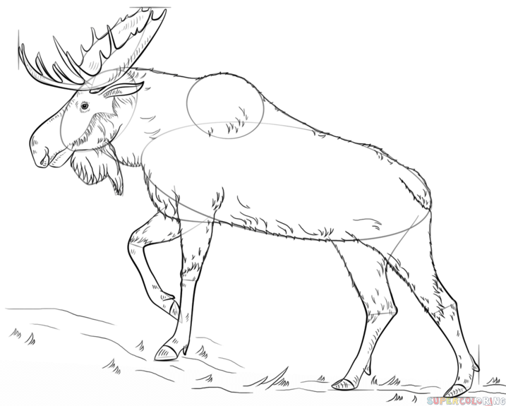 717x575 How To Draw A Moose Step By Step. Drawing Tutorials For Kids