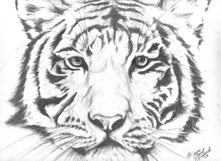 736x538 Pencil Drawings Google Pencil Drawings Of Wildlife