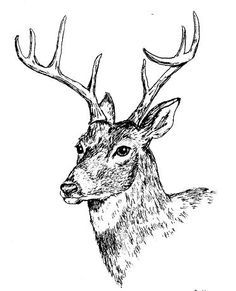 236x291 Western Capercaillie