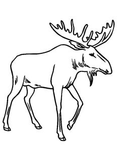 236x314 Moose.jpg