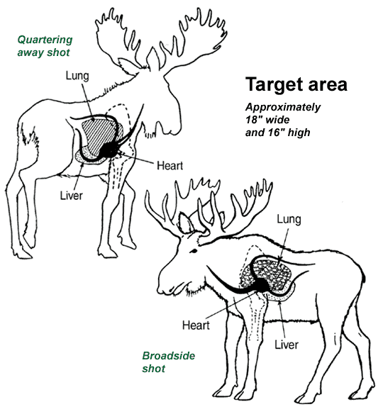 540x584 Moose Field Techniques And Game Care Hunting New Hampshire