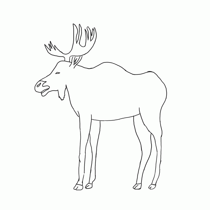 710x711 Moose Head Drawing'9122