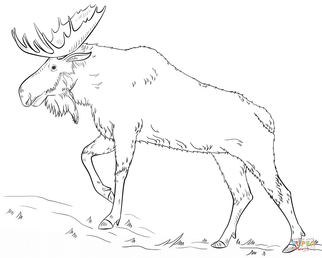 1039x833 Walking Moose Coloring Page Free Printable Coloring Pages, Moose