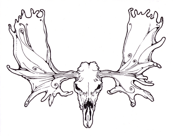 570x450 Moose Skull Drawing !) As Well As His Website With A Moose