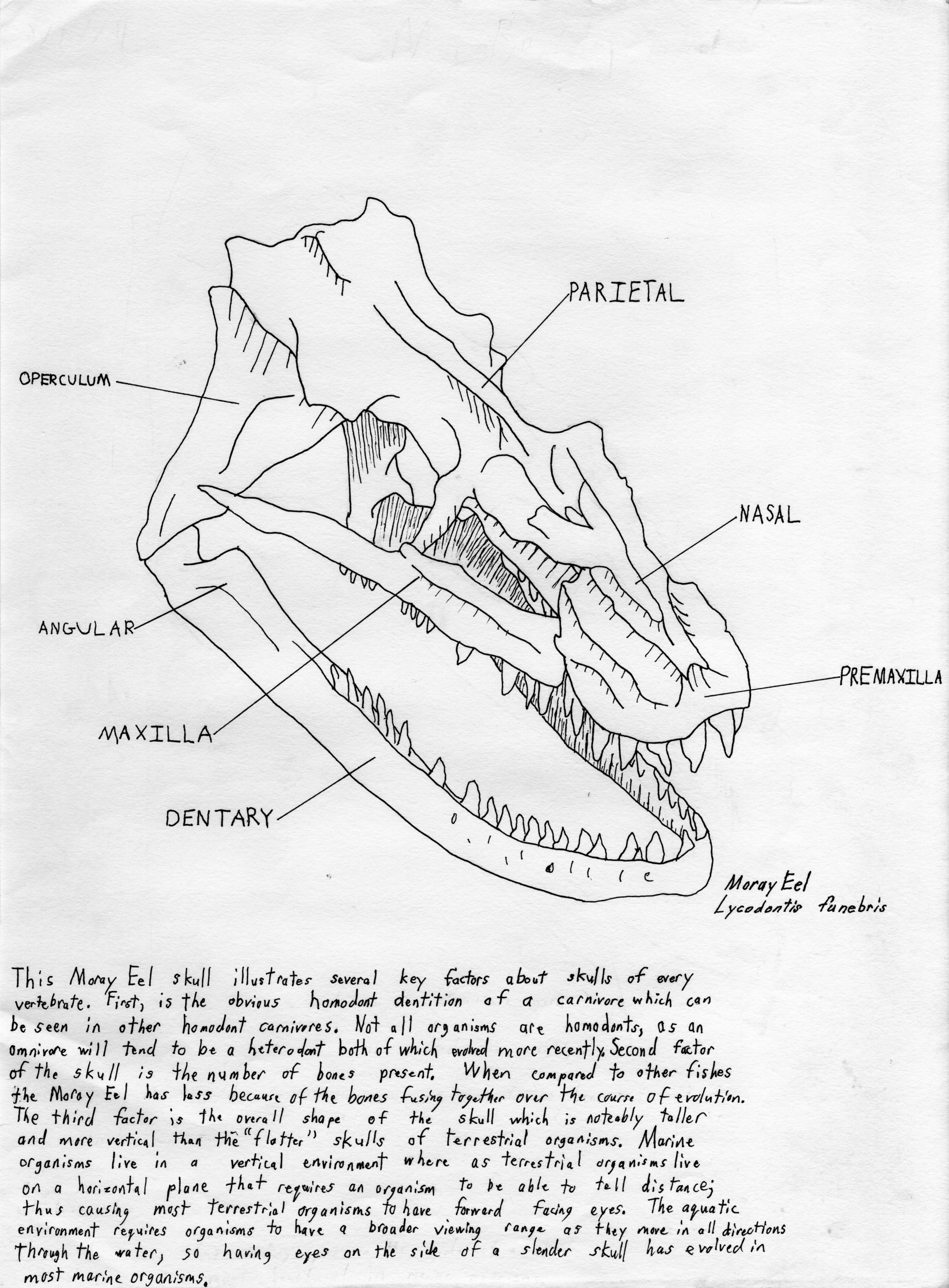 3094x4200 Cbyond Design Biological Illustration