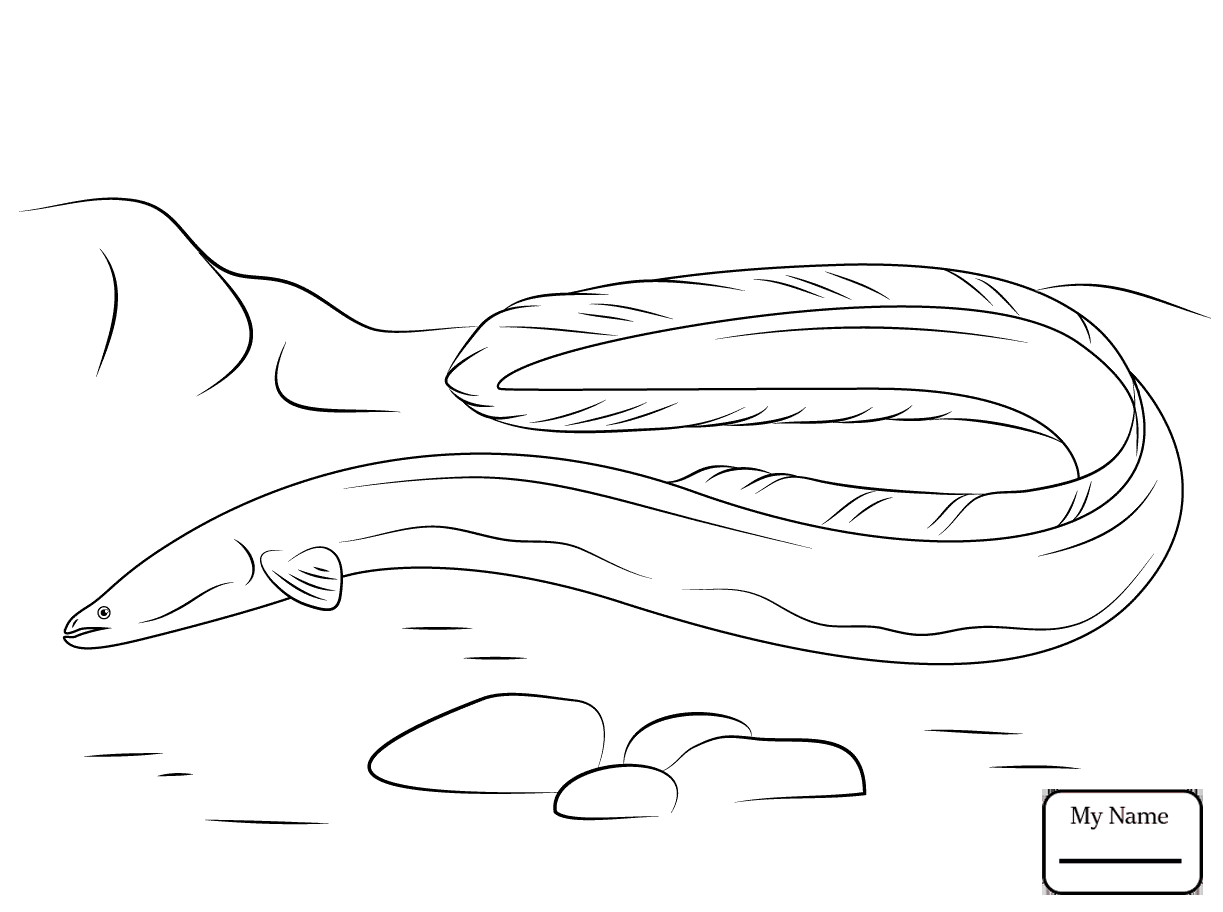1223x912 Coloring Pages Eels Fish American Eel