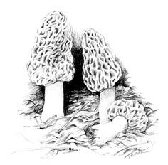 236x232 126 Best Morels Images On Fungi, Mushrooms And Mushroom