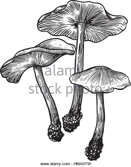 423x540 Mushroom Illustration Drawing Engraving Line Stock Photos