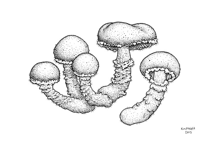 704x500 Mushrooms And Lichens